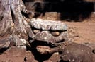 Honduras, alla citt� archeologica Maya di Copan